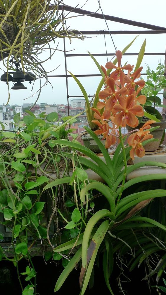 Khách sạn Garden Queen 2*